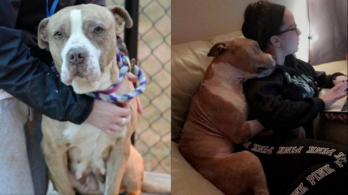 This adopted pit bull can`t stop hugging his owner